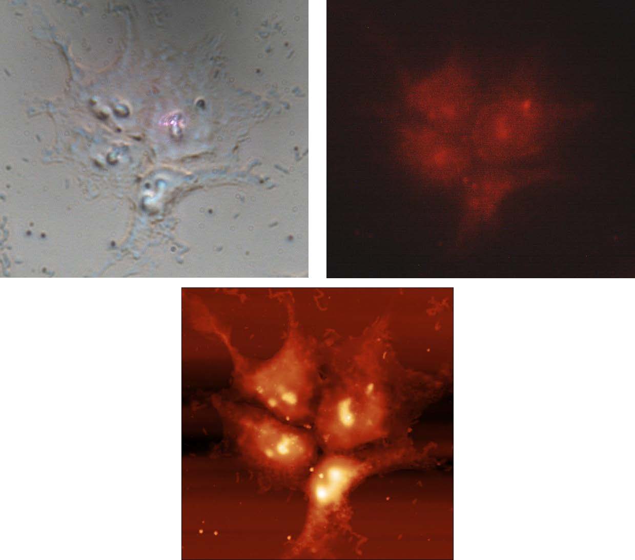 Correlative Optical imaging/Fluorescence imaging/AFM morphology on HeLa cells